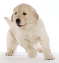 Golden20puppy20in20action20001[1].jpg